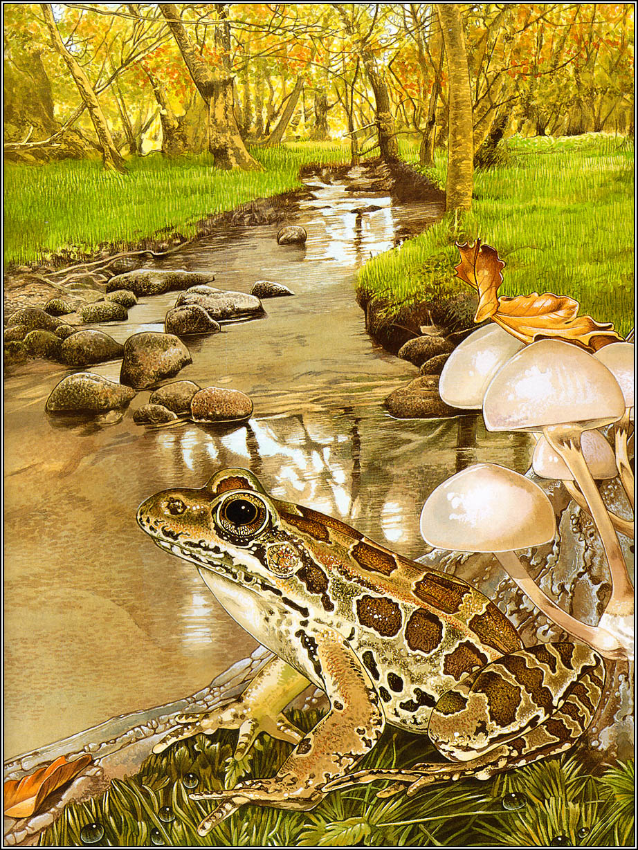 Frogs Sing Songs (09),绘本,绘本故事,绘本阅读,故事书,童书,图画书,课外阅读